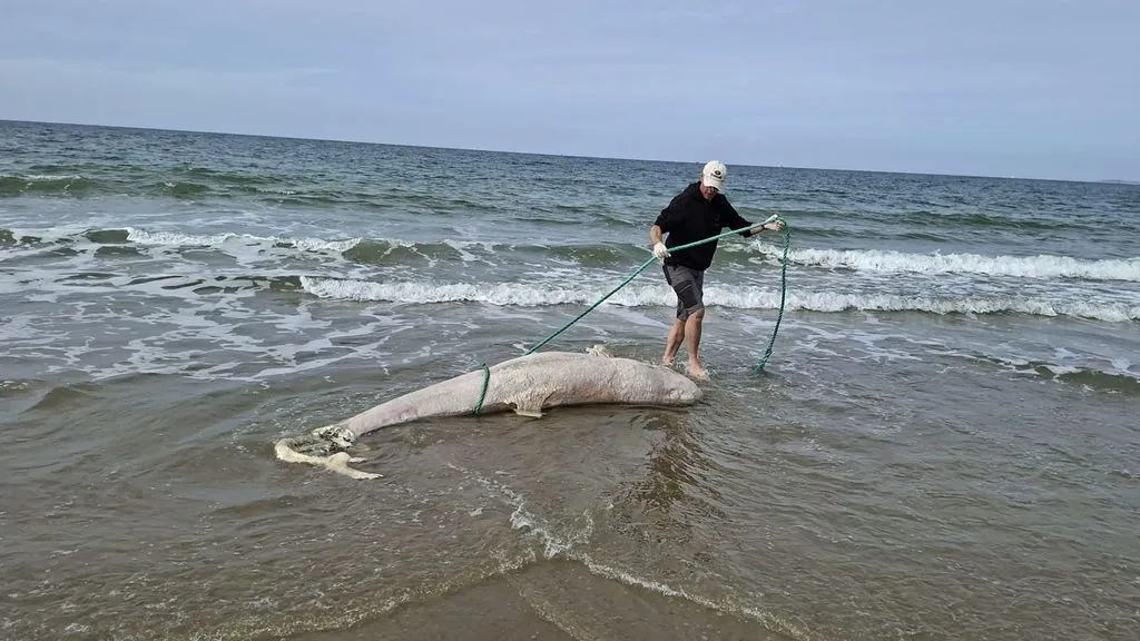 Grijze dolfijn: Zeldzame  aangespoeld in Zeeland