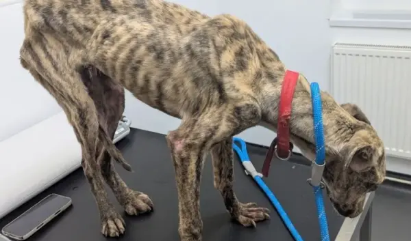 lurcher — NL news