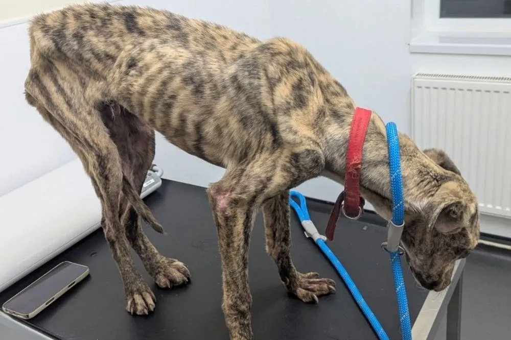 Lurcher: Tragedie rond : Jamie-Lea Biscoe overleden na hondenaanval