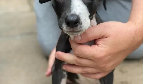 lurcher — NL news