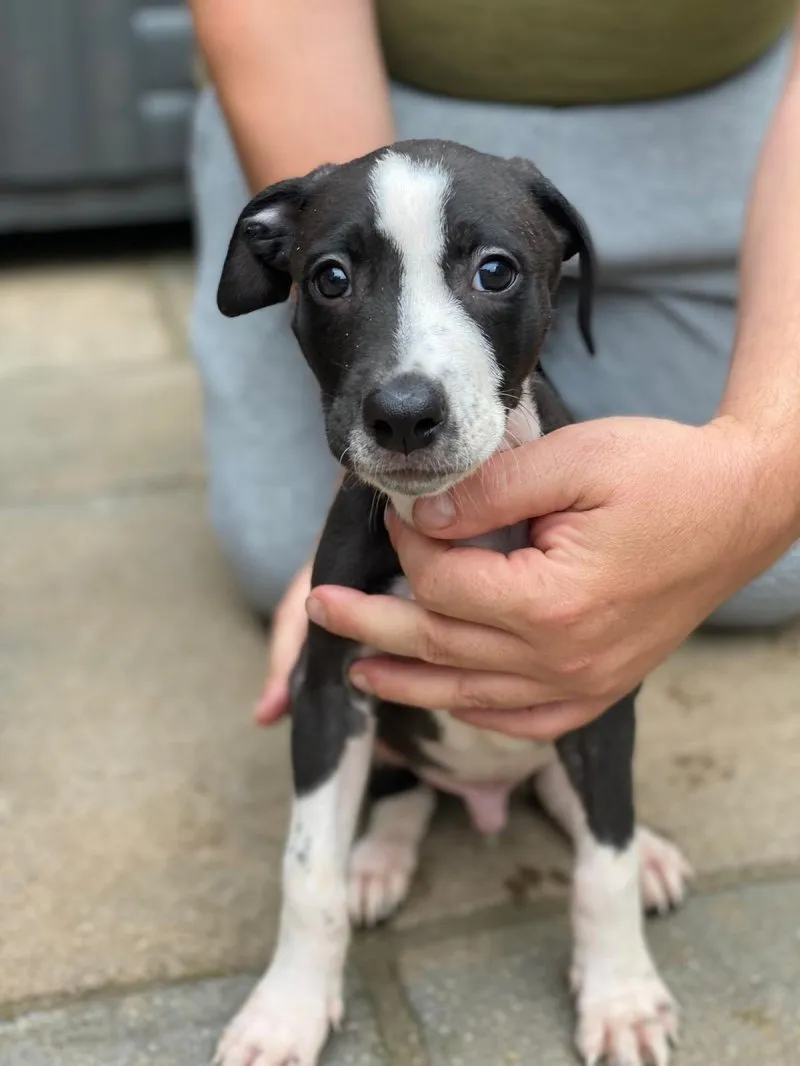 Lurcher: Dodelijke aanval door  in Essex