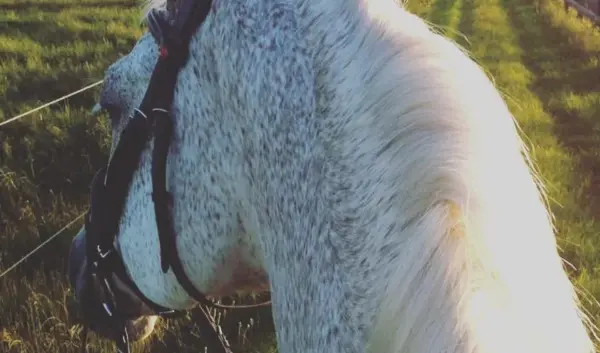 paard — NL news