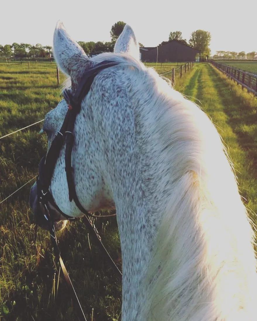 Paard: Fancy: Het oudste levende  ter wereld viert 38e verjaardag