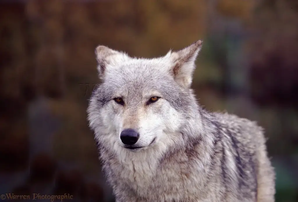 Wolf: De : een complexe situatie in Hamburg