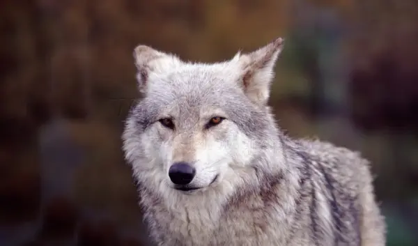 wolf — NL news