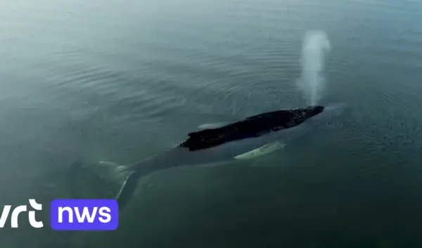 bultrug walvis timmy — NL news
