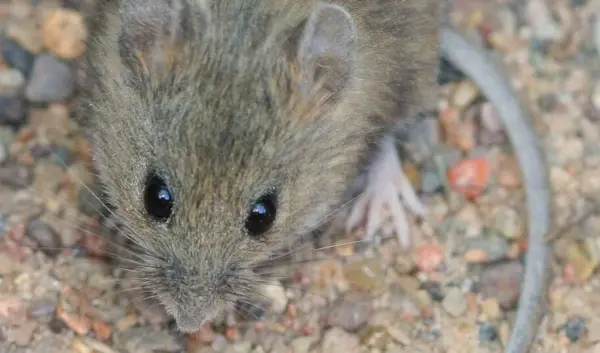 cruiseschip hantavirus — NL news