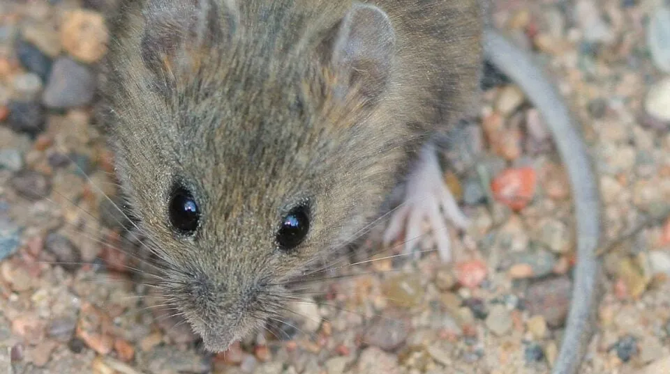 Hantavirus: Drie doden door op een Nederlands cruiseschip