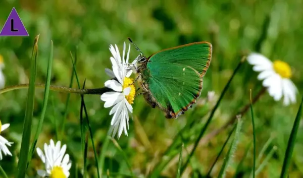 natuurgebied — NL news