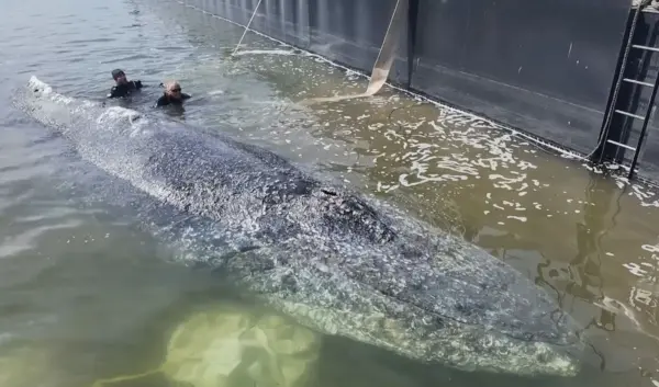 walvis — NL news